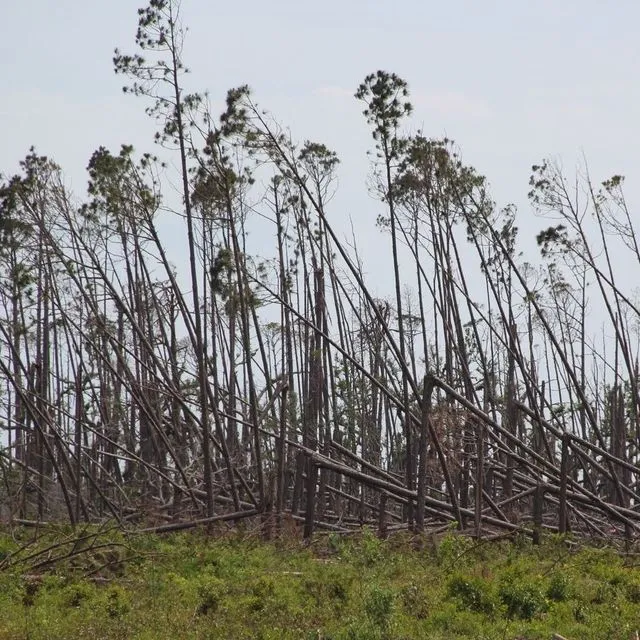 thumbnail for publication: Hurricane and Tropical Storm Impacts on Prescribed Fire and Wildfire Management Practices